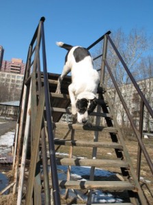 Приучение собаки к движению по лестнице