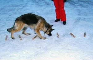выборка Обучение собаки выборке вещи