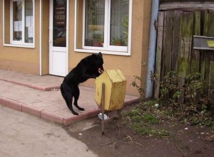 собака роется в мусоре Добывание пищи собакой