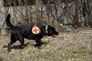 Требовани к собаке для ППС (поисково-спасательной службы)