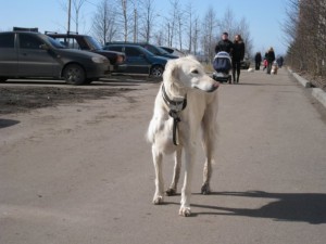 Дрессировка собаки возможна в любом возрасте